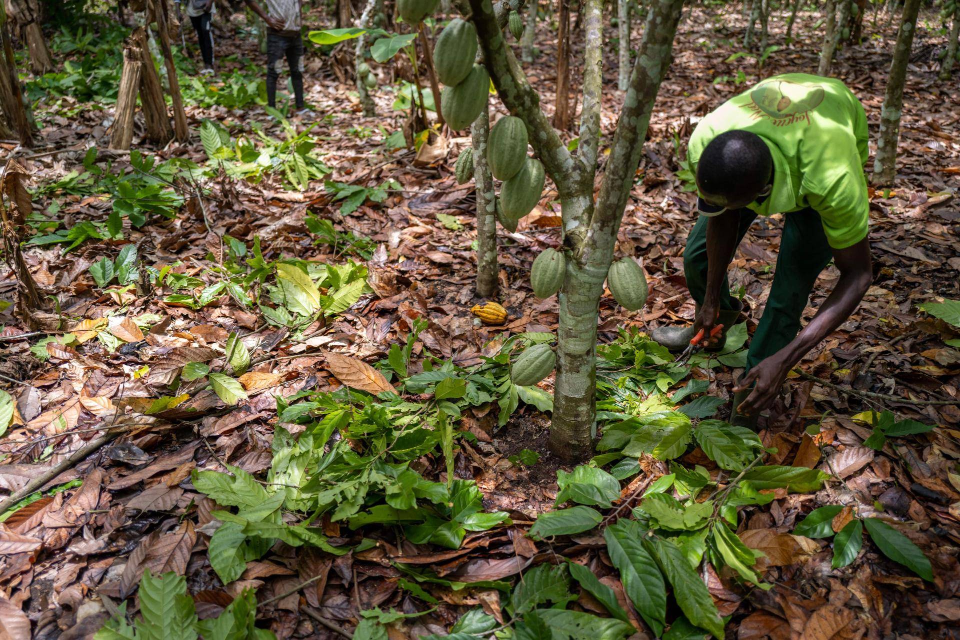 Barry Callebaut releases report on cocoa farming in Côte d'Ivoire